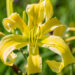 Hemerocallis `Heavenly Flight of Angels` aed-päevaliilia (1)