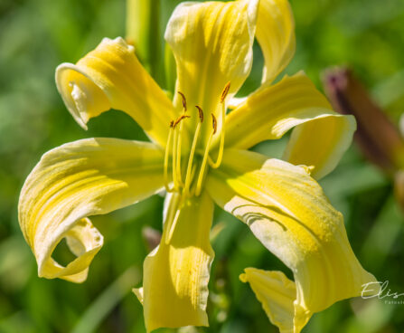 Hemerocallis `Heavenly Flight of Angels` aed-päevaliilia (2)