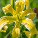 Hemerocallis `Heavenly Flight of Angels` aed-päevaliilia (2)
