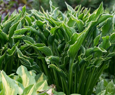 1058_7478_Hosta_Praying_Hands__2.JPG