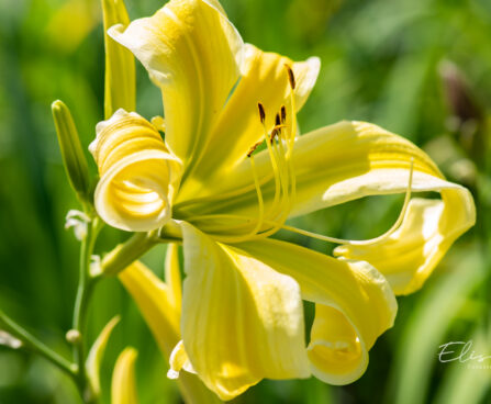 Hemerocallis `Heavenly Flight of Angels` aed-päevaliilia (3)