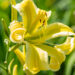 Hemerocallis `Heavenly Flight of Angels` aed-päevaliilia (3)