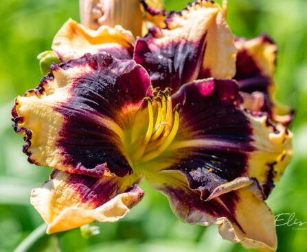 Hemerocallis `Endurance Tipped Point` aed-päevaliilia