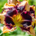 Hemerocallis `Endurance Tipped Point` aed-päevaliilia