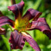 Hemerocallis `Dancing on Air` aed-päevaliilia