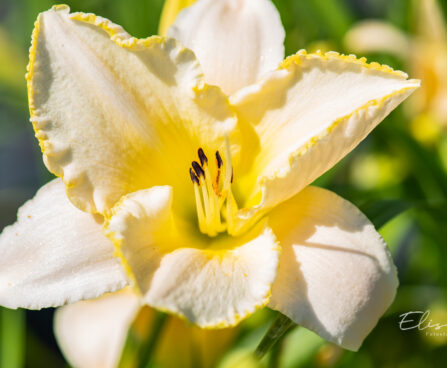 Hemerocallis `Blizzard Bay` aed-päevaliilia