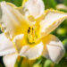 Hemerocallis `Blizzard Bay` aed-päevaliilia