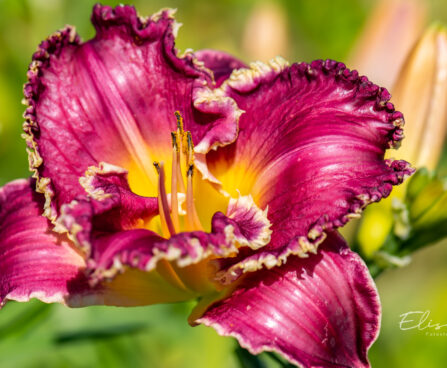 Hemerocallis `Bettylen` aed-päevaliilia