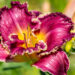 Hemerocallis `Bettylen` aed-päevaliilia