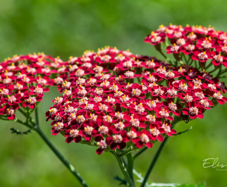 Achillea millefolium `Laura` harilik raudrohi (1)