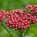 Achillea millefolium `Laura` harilik raudrohi (1)