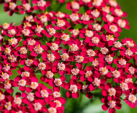 Achillea millefolium `Laura` harilik raudrohi (2)