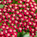 Achillea millefolium `Laura` harilik raudrohi (2)