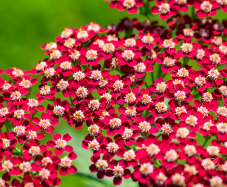 Achillea millefolium `Laura` harilik raudrohi (3)