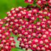 Achillea millefolium `Laura` harilik raudrohi (3)