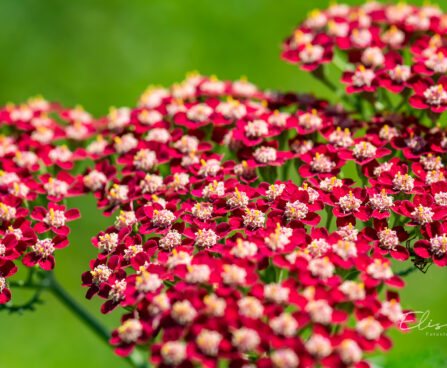 Achillea millefolium `Laura` harilik raudrohi (4)