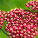 Achillea millefolium `Laura` harilik raudrohi (4)