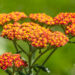 Achillea millefolium `Walther Funcke` harilik raudrohi