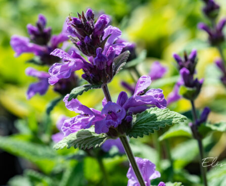 Nepeta racemosa `Blue Wonder` mussini naistenõges