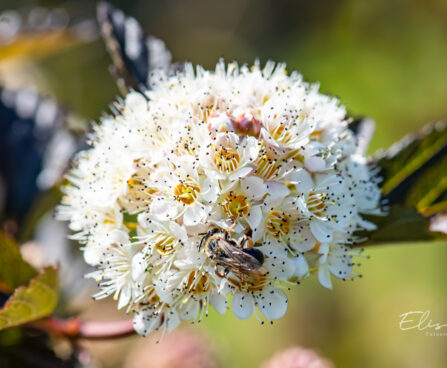 Physocarpus opulifolius `Red Baron` põisenelas