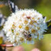 Physocarpus opulifolius `Red Baron` põisenelas