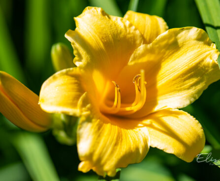 Hemerocallis `Stella de Oro` aed-päevaliilia