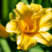Hemerocallis `Stella de Oro` aed-päevaliilia