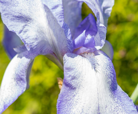 Iris germanica `Hemstitched` aed-iiris (2)