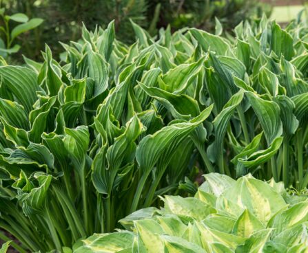 1058_8644_Hosta_Praying_Hands_.JPG