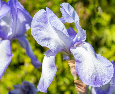 Iris germanica `Hemstitched` aed-iiris (1)