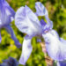 Iris germanica `Hemstitched` aed-iiris (1)
