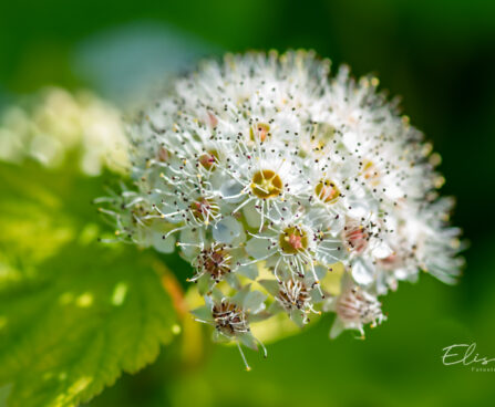 Physocarpus opulifolius `Dart`s Gold` põisenelas