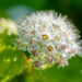 Physocarpus opulifolius `Dart`s Gold` põisenelas