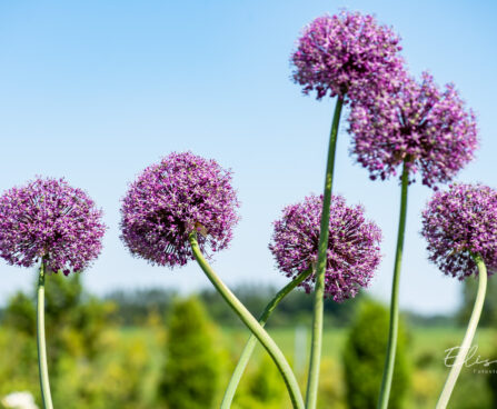 Allium lauk (1)