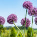 Allium lauk (1)