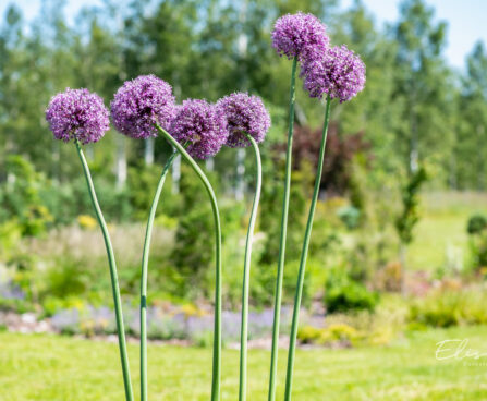 Allium lauk (2)
