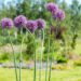 Allium lauk (2)