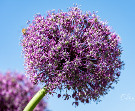 Allium lauk (3)