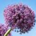 Allium lauk (3)