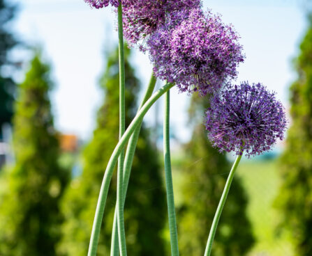 Allium lauk (4)