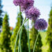 Allium lauk (4)