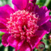 Paeonia lactiflora `Barrington Belle` pojeng (1)