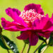 Paeonia lactiflora `Barrington Belle` pojeng (2)