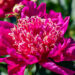 Paeonia lactiflora `Barrington Belle` pojeng (3)