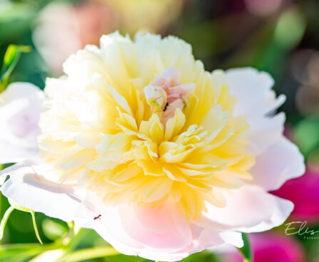 Paeonia lactiflora `Primevere` pojeng (1)