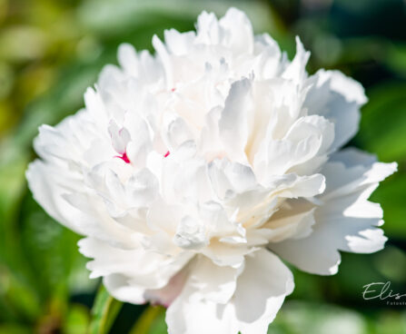 Paeonia lactiflora `Festiva Maxima` pojeng (2)