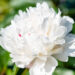 Paeonia lactiflora `Festiva Maxima` pojeng (2)