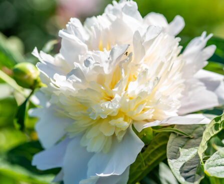 Paeonia lactiflora `Primevere` pojeng (3)