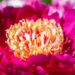 Paeonia lactiflora `Peter Brand` pojeng (1)