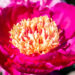 Paeonia lactiflora `Peter Brand` pojeng (3)